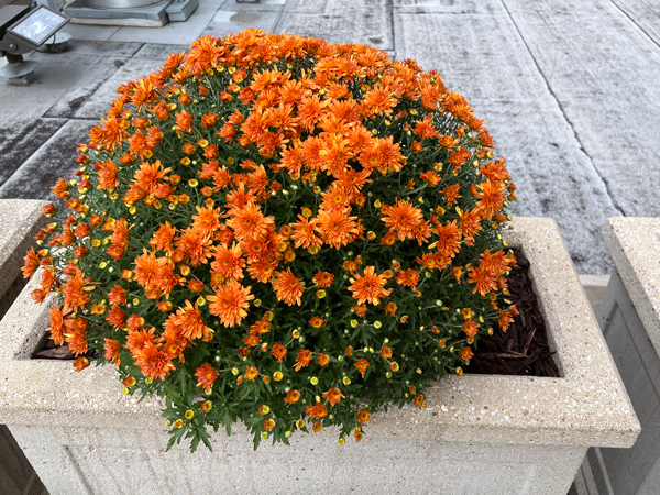 big flower pot