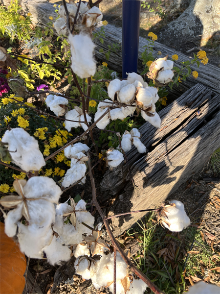 fresh cotton