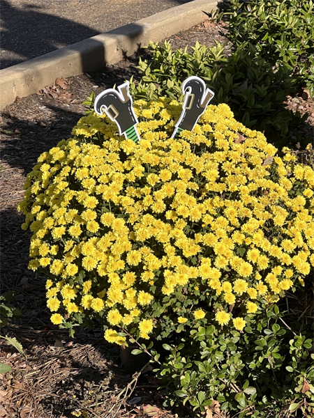 the witch fell into the flower bush