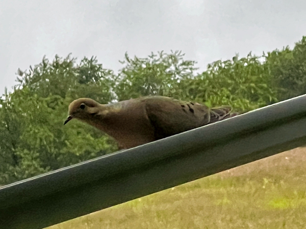 bird on the RV awning