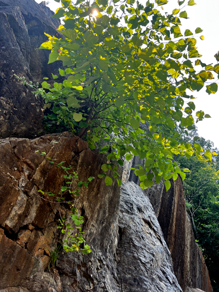 tree growing out of the cliff side