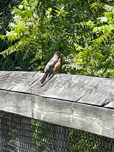 bird