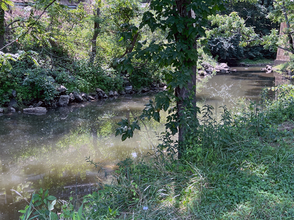 a small stream