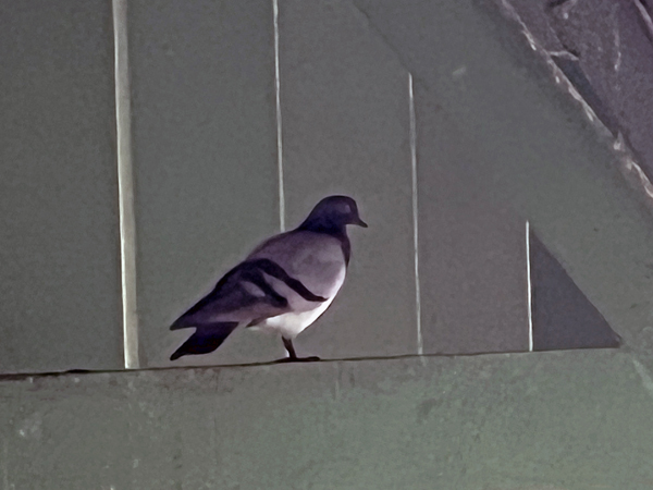 bird under the bridge