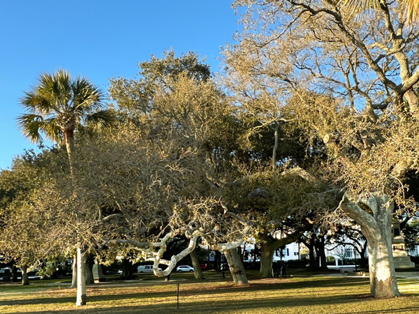 trees