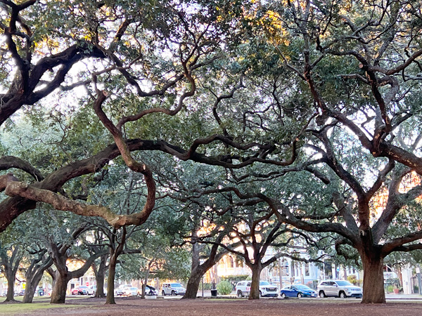 unique shaped trees in White Point Garden Park