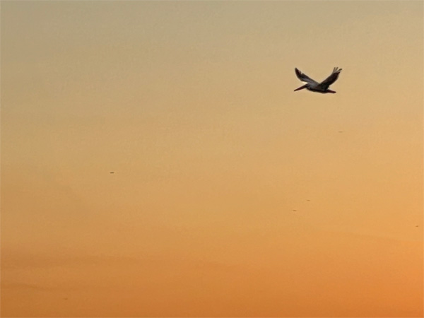 bird flying