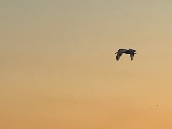 bird flying