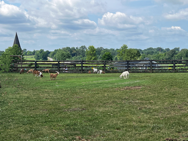 farm animals