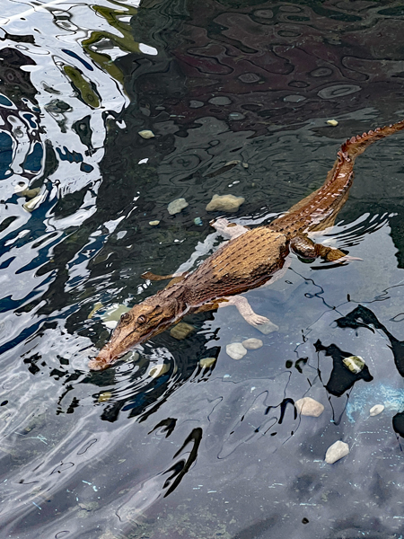 alligator
