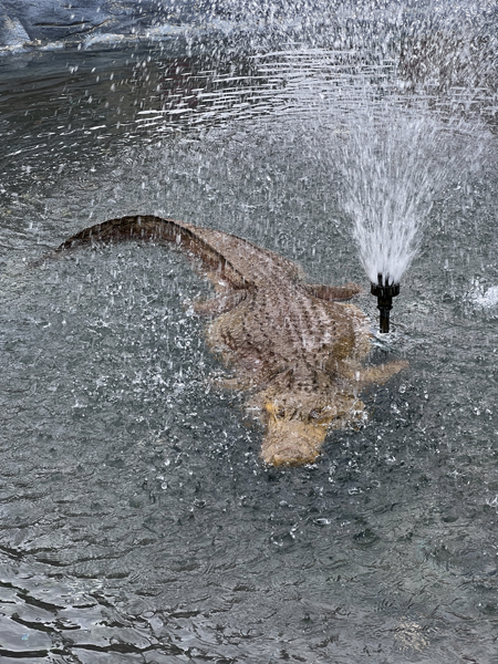alligator
