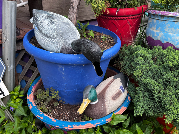 ducks at Randyland 