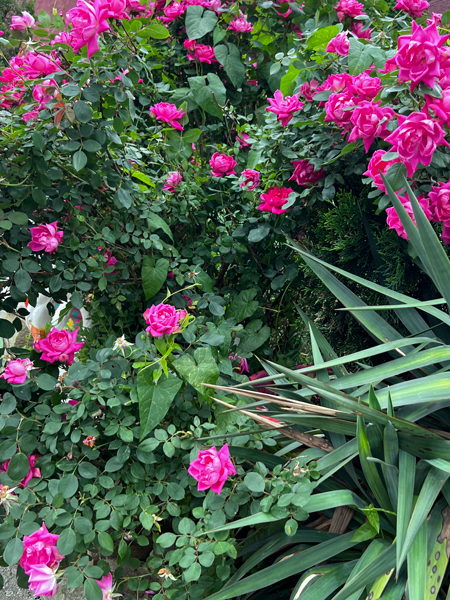 flowers