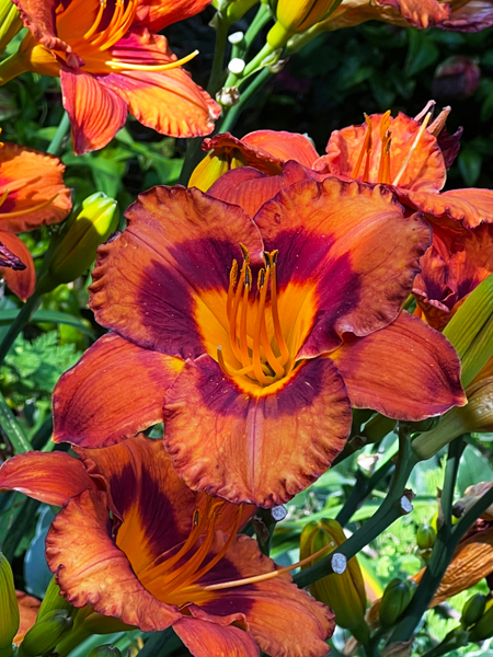 flowers
