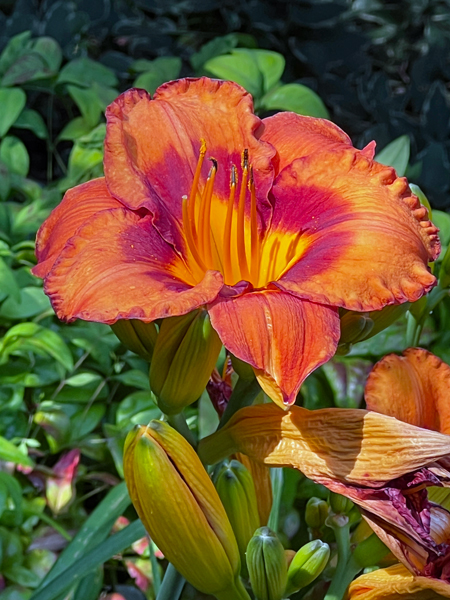 flowers