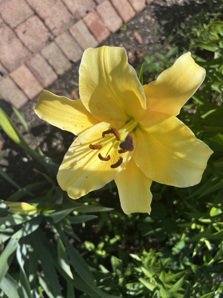 a yellow flower