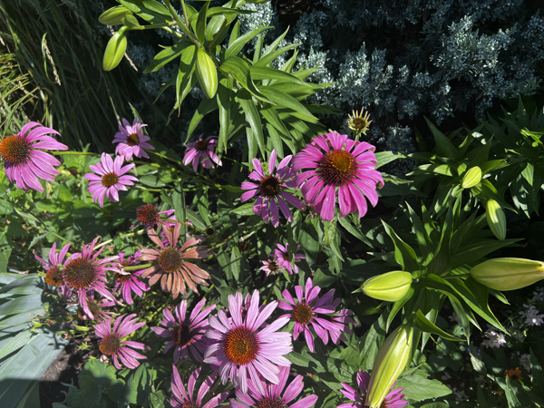 flowers