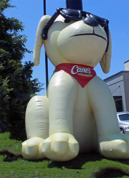 Raising Cane's Chicken Fingers Dog
