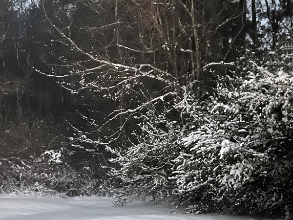 snow coated bush