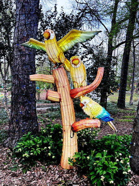 parrots