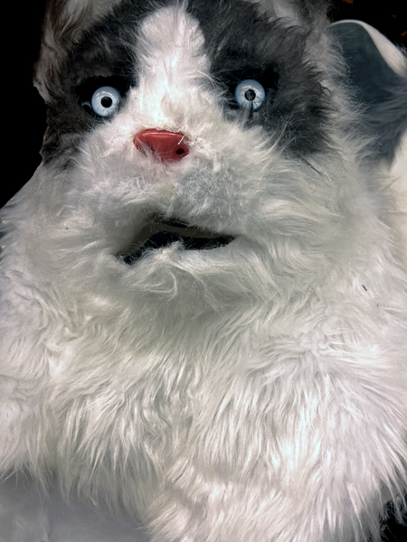 dog