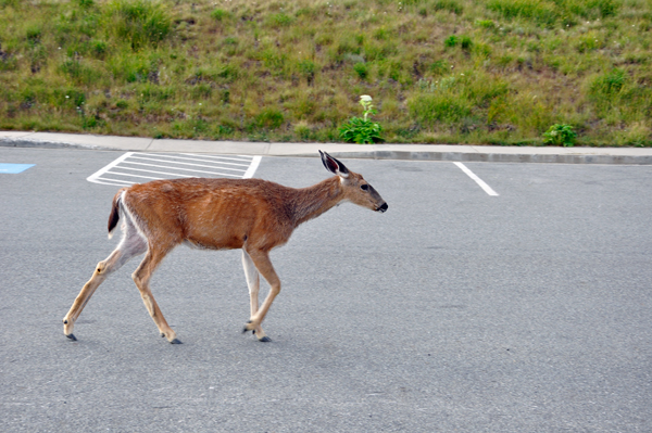 deer in the street