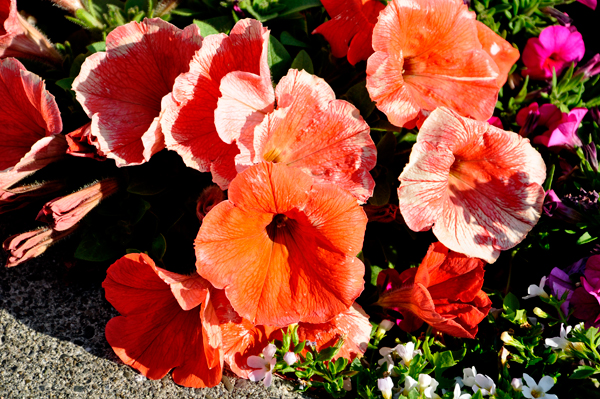 flowers