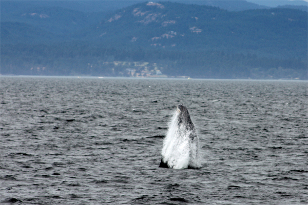 Humpback whale breaching