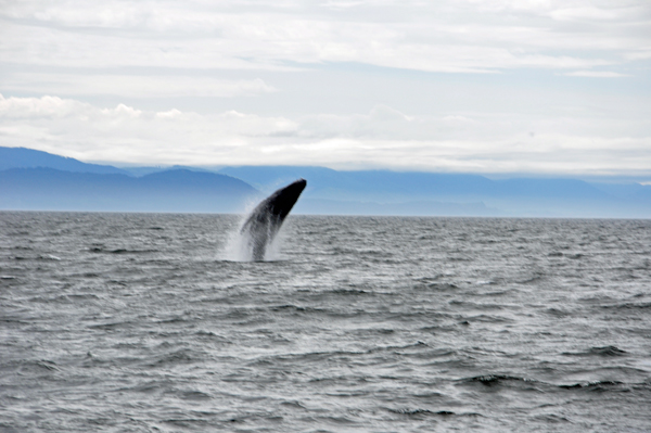 Humpback whale breaching