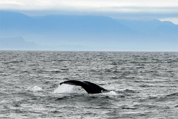 whale tail