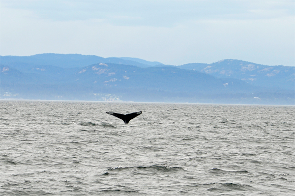 whale tail