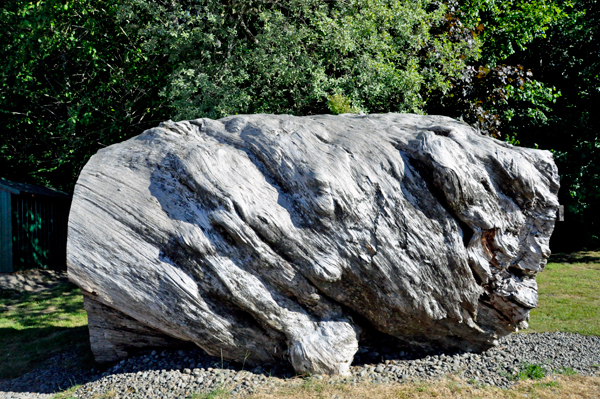 a big hollow log