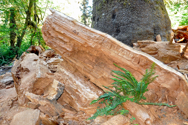 fallen Sitka spruce tree