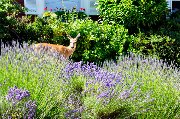 A deer in the city