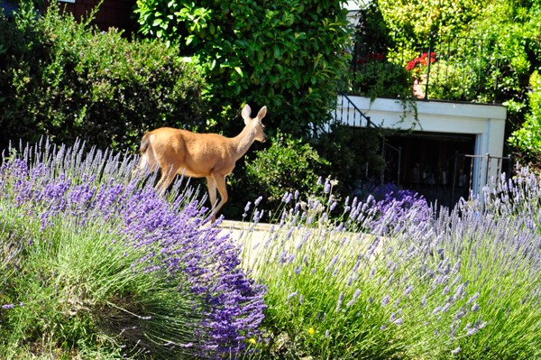 A deer in the city