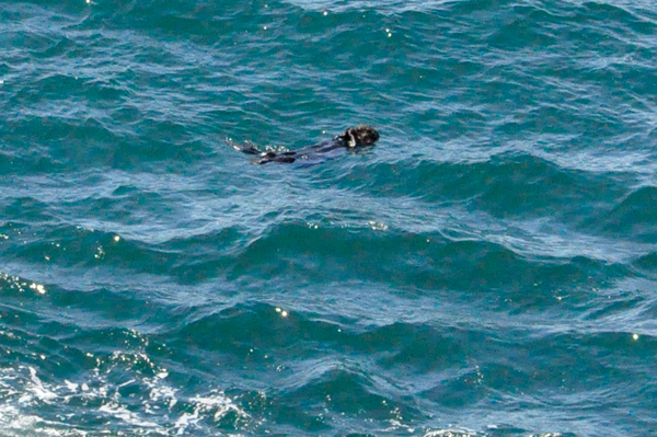 a sea otter relaxing in the cool waters