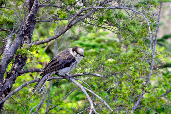 a bird