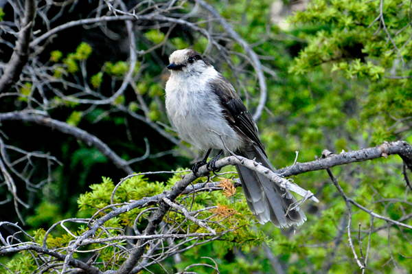 a bird