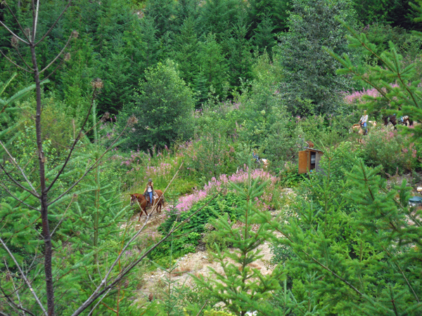 horses on the riding trail