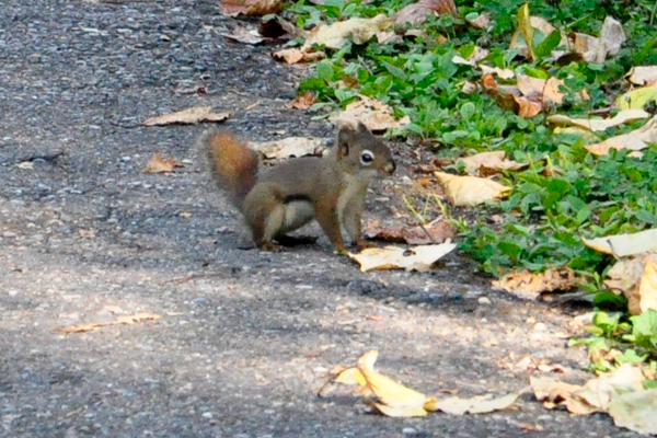 squirrel