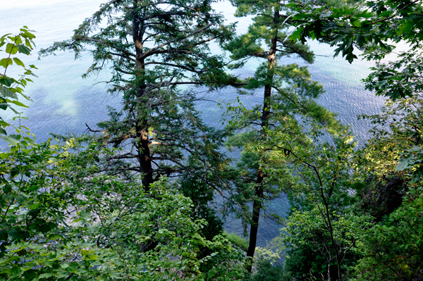 looking through the trees down at the cliff