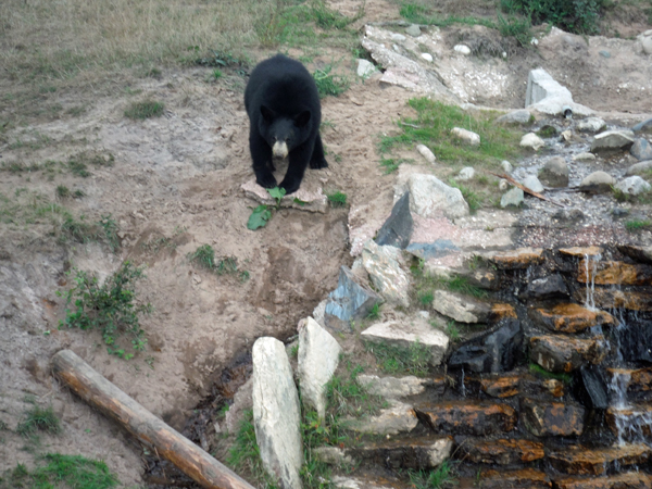 a black bear