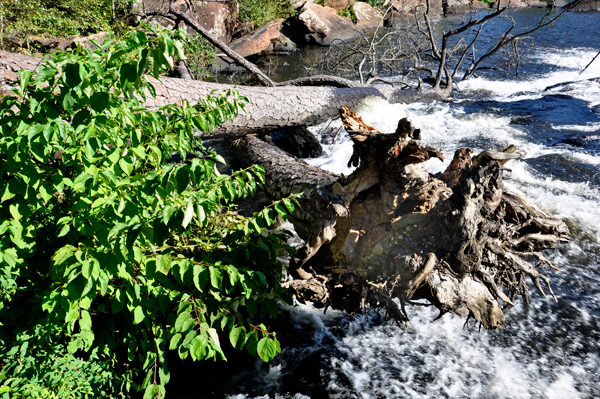 tree stump in the water