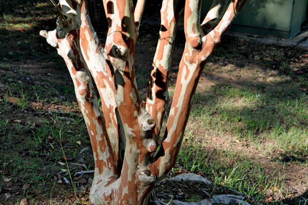 giraffe tree
