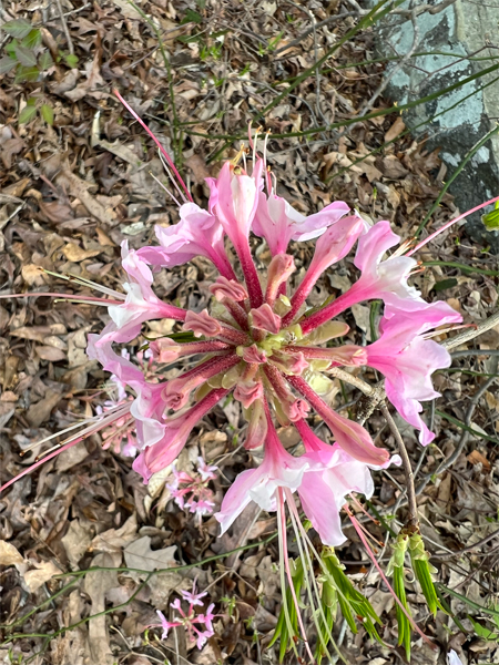 flower at Glendale Shoals