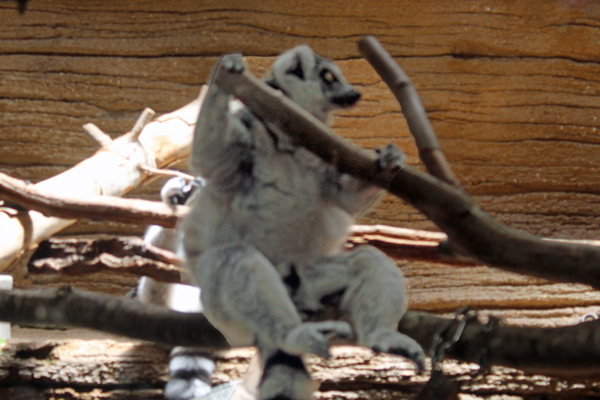 Ring-Tailed Lemur