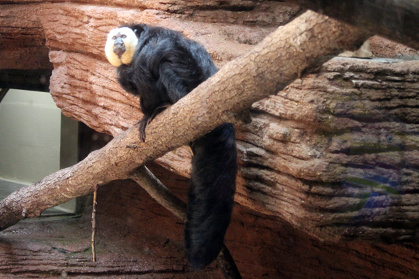 White-faced Saki Monkey
