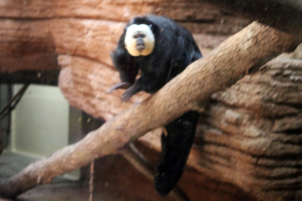 White-faced Saki Monkey