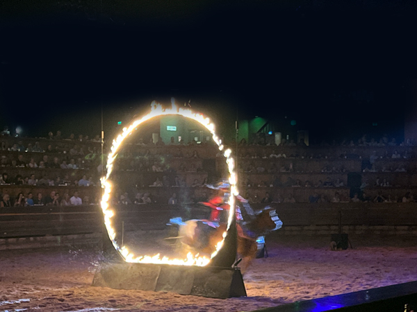 horse jumping through a fire hoop