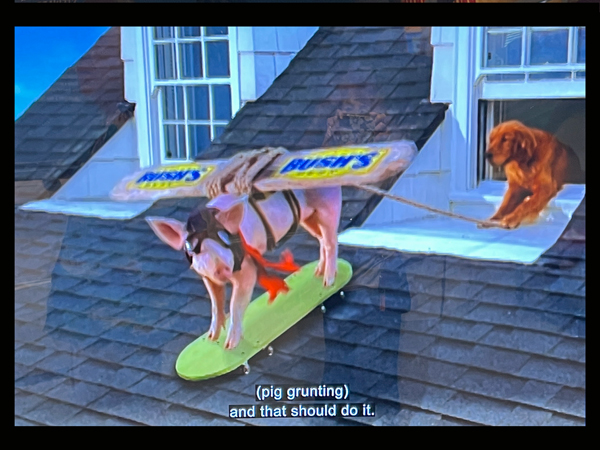 pig and Duke the dog